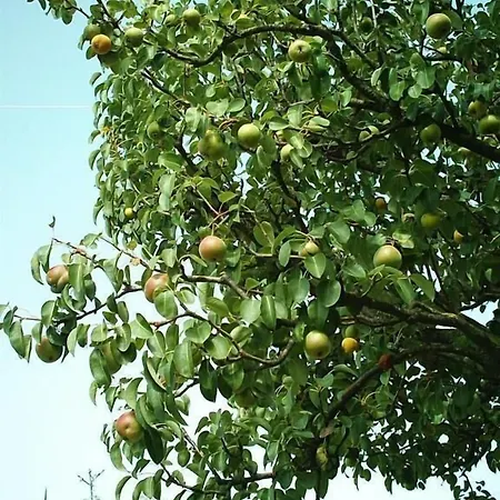 Bed and breakfast And Wellness Il Pomario Di Montepiglio Naturista Amelia